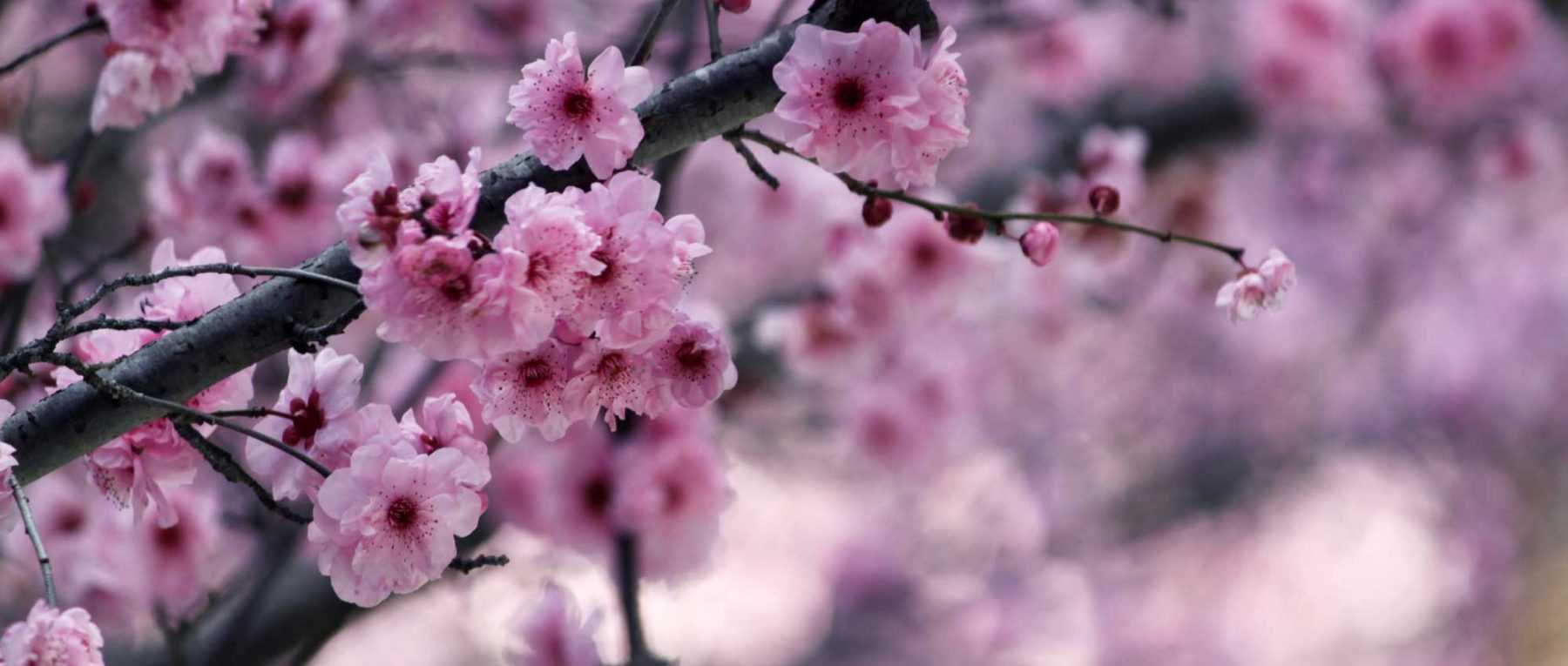 Les Cerisiers du Japon : planter, tailler et entretenir