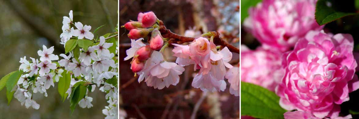 Cerisiers du Japon : planter, tailler, entretenir - Conseils