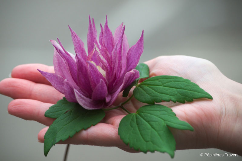 Clematis macropetala