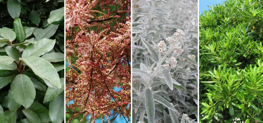 Eleagnus en haie