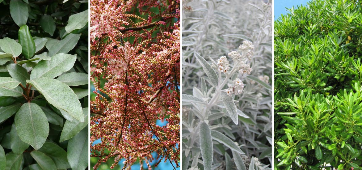 Eleagnus ou Elaeagnus (Chalef) plantation, taille et entretien Conseils — free download