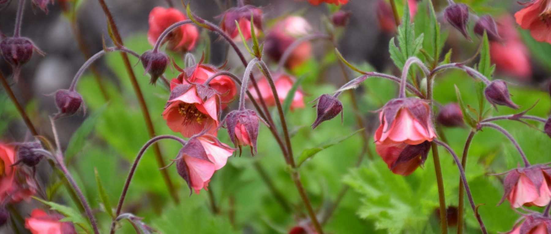 Les Benoites ou Geum : planter, cultiver et entretenir