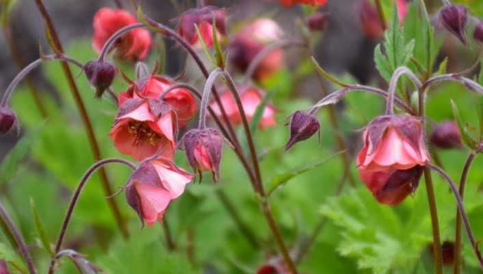 Les Benoites ou Geum : planter, cultiver et entretenir