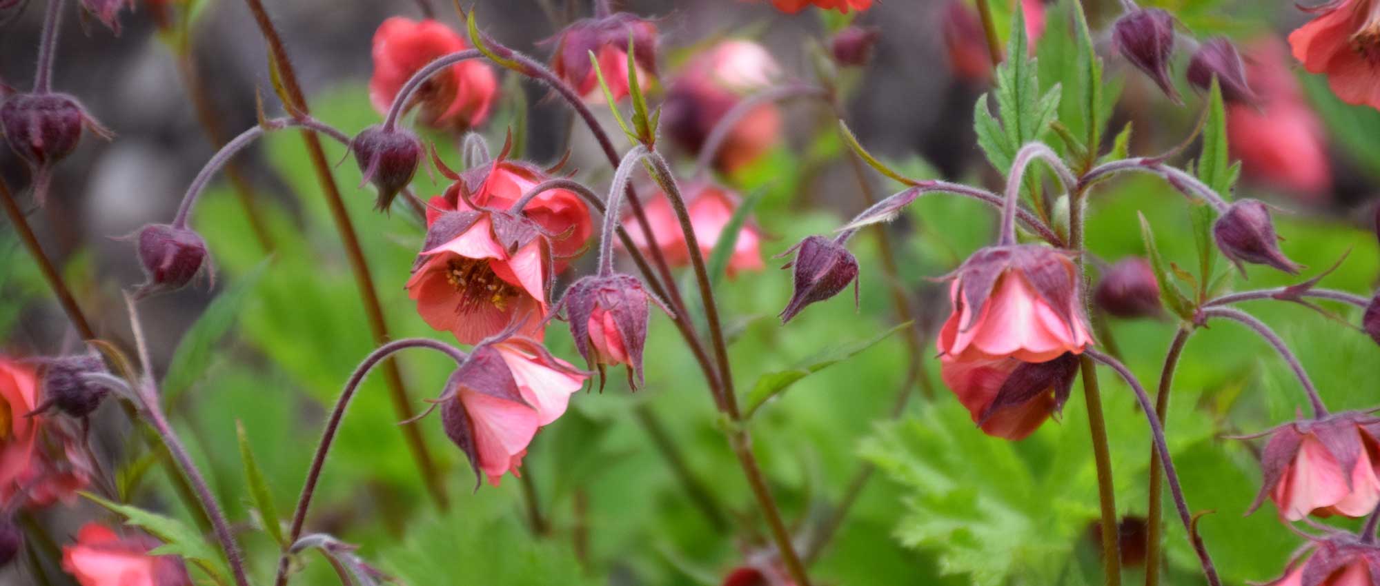 Les Benoites ou Geum : planter, cultiver et entretenir