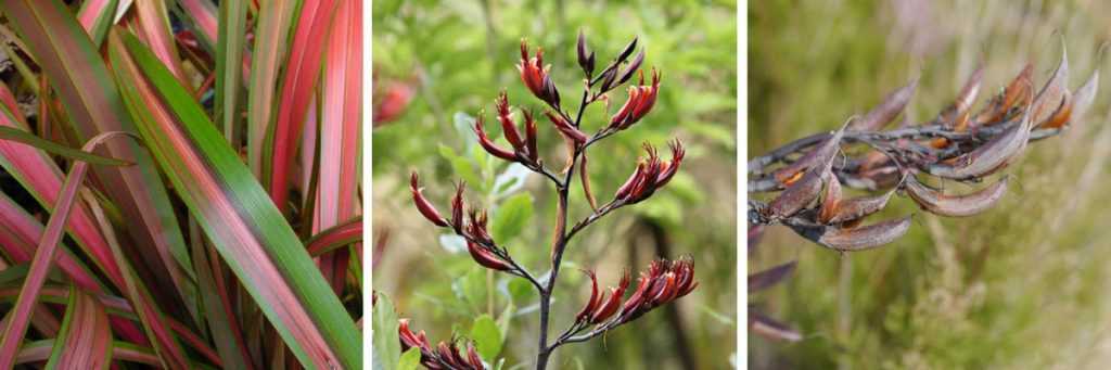 Phormium tenax - botanique