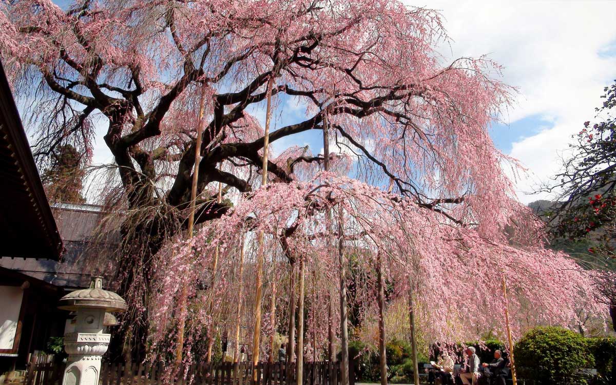 Comment cultiver un cerisier du Japon en pot ? - Promesse de Fleurs