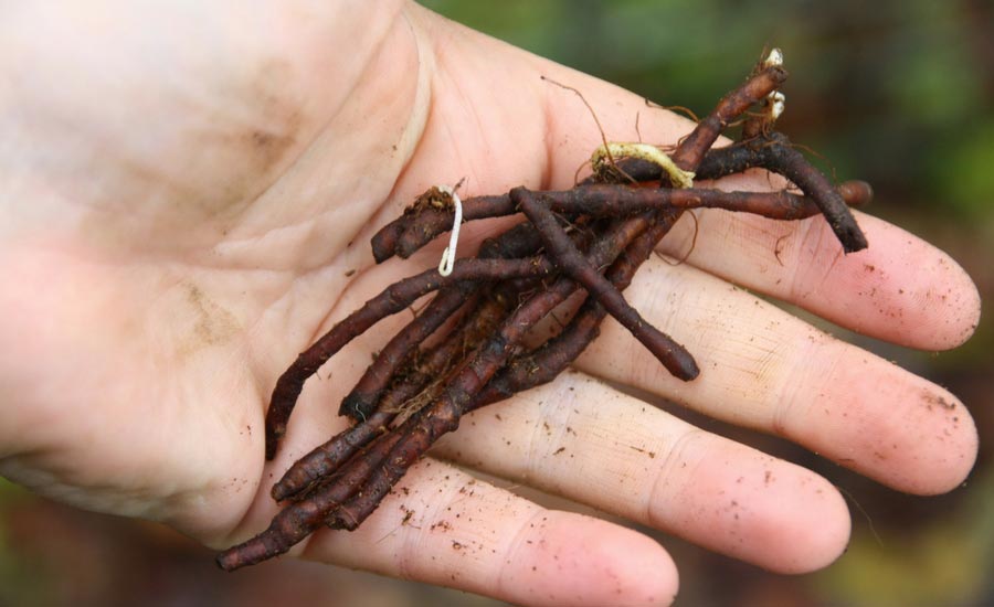 rhizome d'anémone des bois