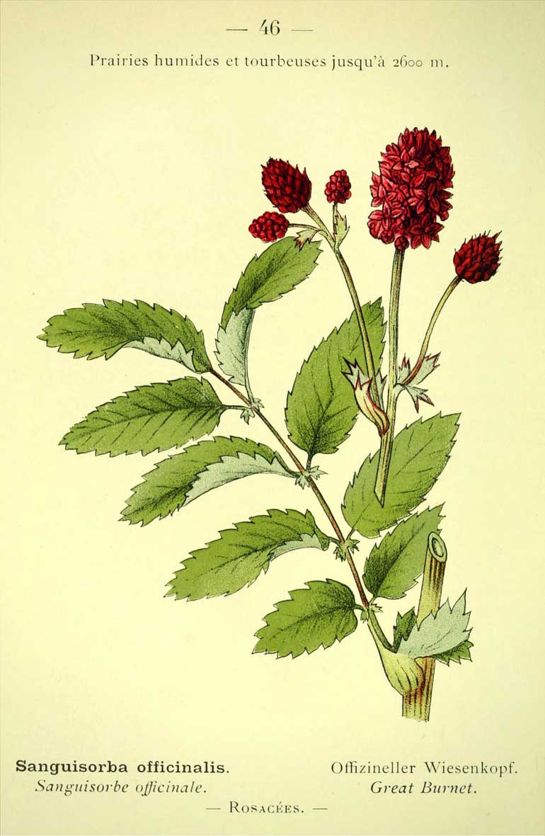 Illustration botanique - Grande pimprenelle, Sanguisorbe officinale