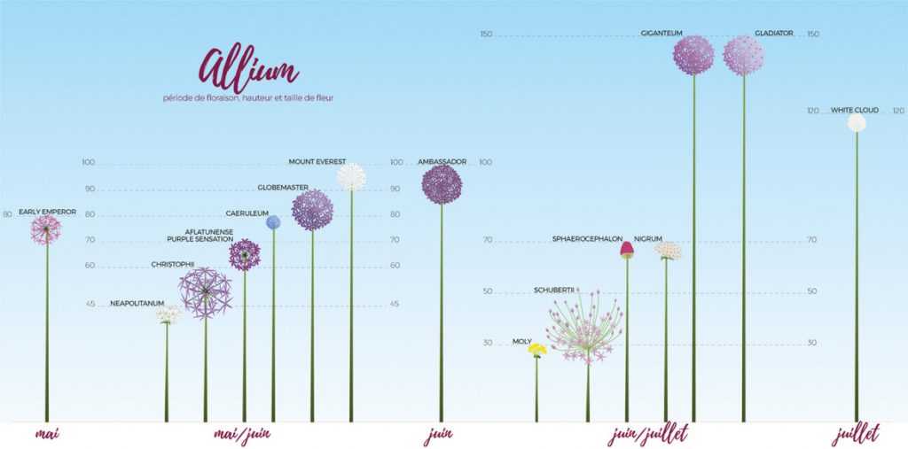 Ail d'ornement, allium, classement par taile et période de floraison