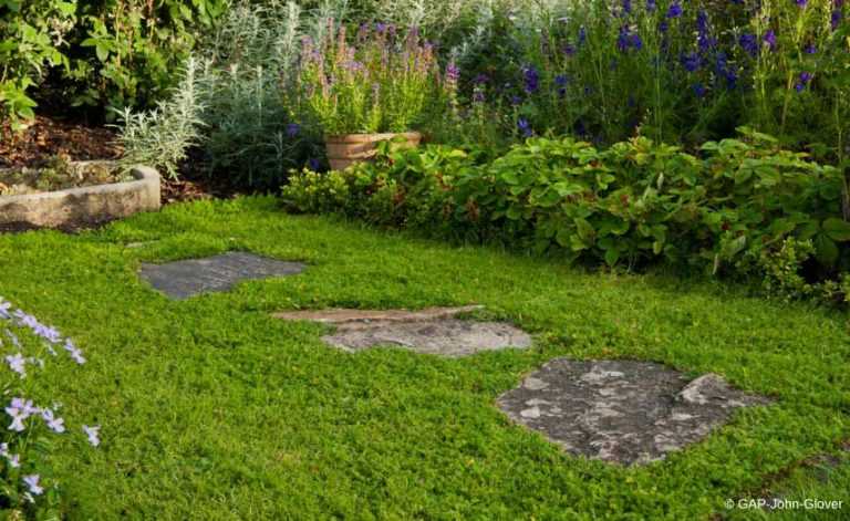 Alternative au gazon : 10 plantes couvre-sols pouvant être piétinés