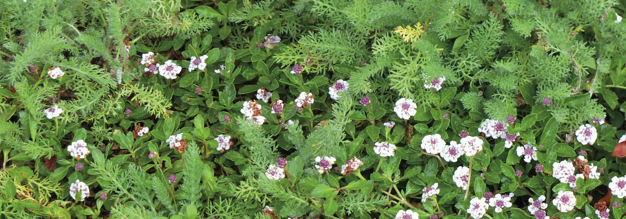 Substitut Tabac - Mélange de fleur - Murier, Noisetier et Framboisier