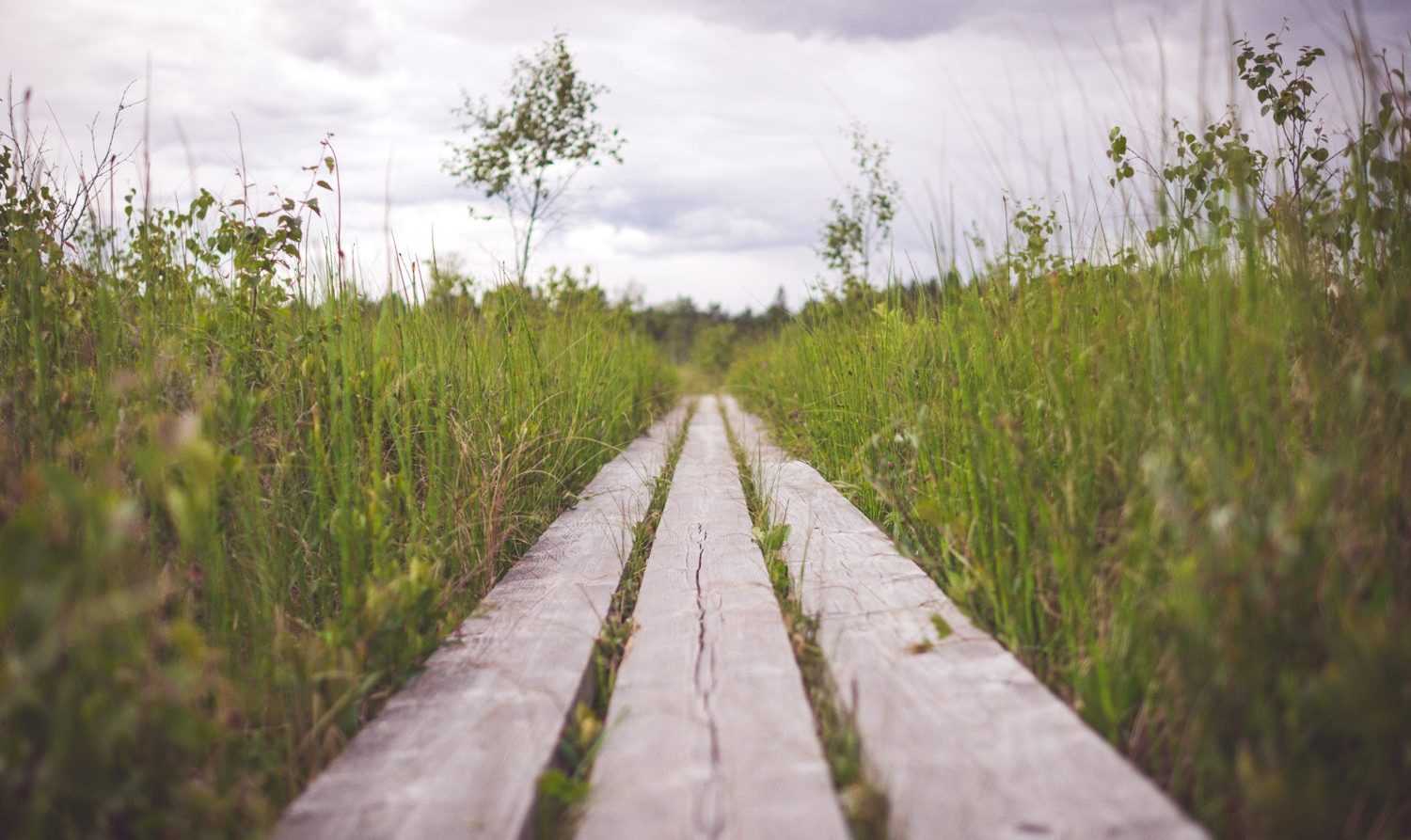 Avoir un beau jardin : le but et le chemin