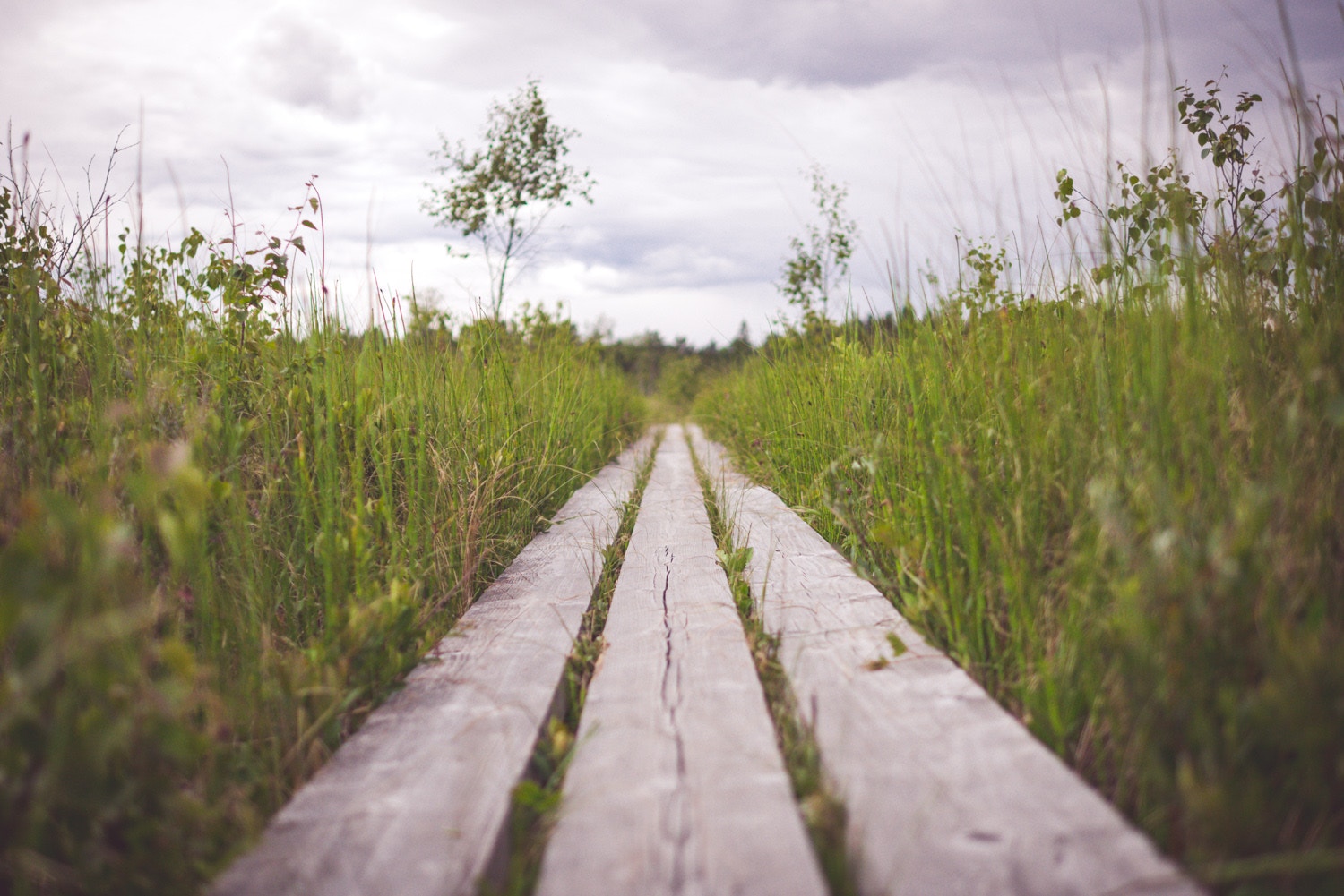 Avoir un beau jardin : le but et le chemin