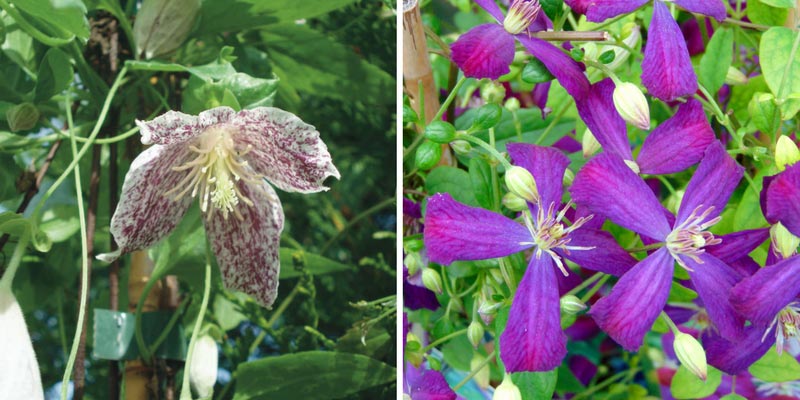 Clematis cirrhosa et climatis flammula : deux variétés pour le sud