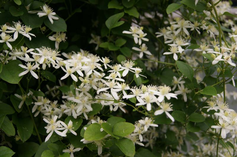 clematis terniflora