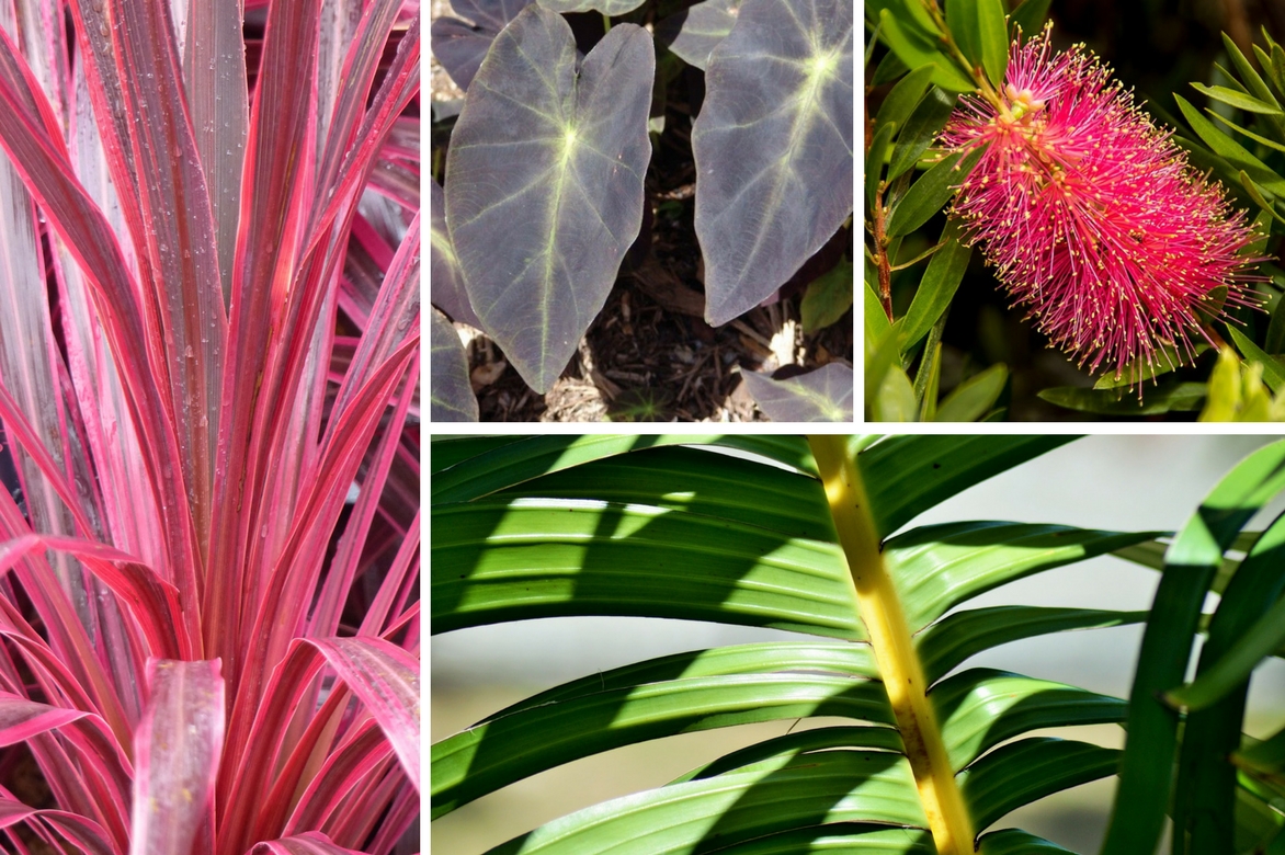 Associer la cordyline au jardin