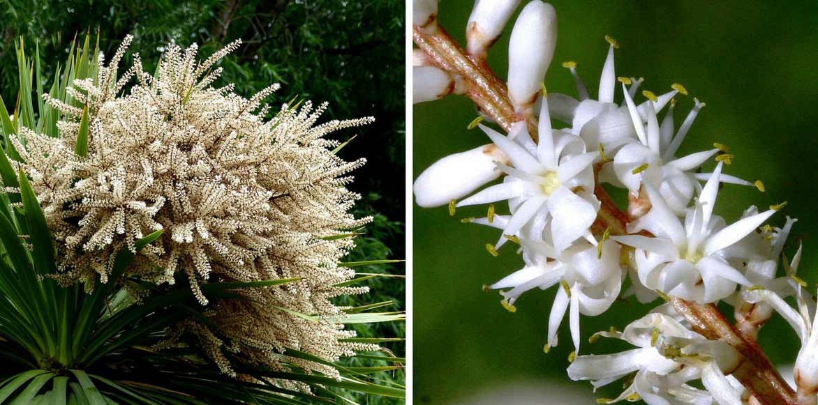 Cordyline australis - fleurs