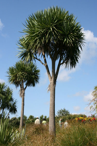 Cordyline australis