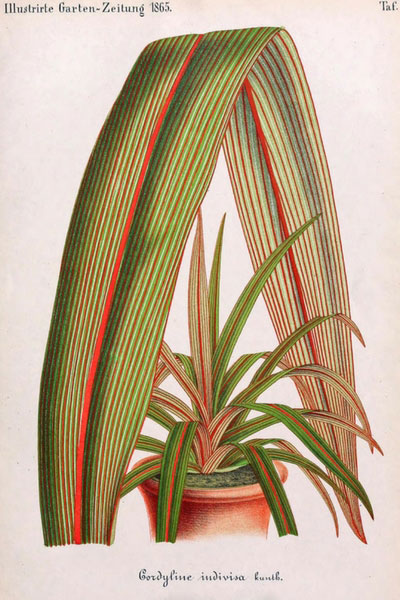 cordyline indivisa