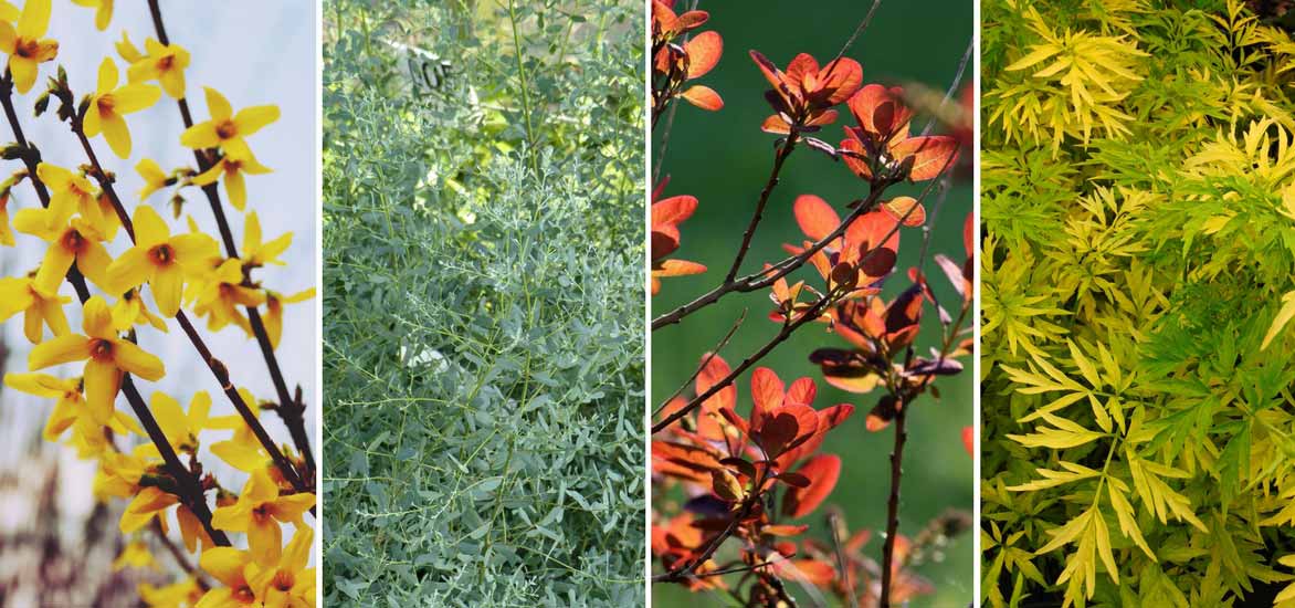 Associer le cotinus ou arbre à perruque en haie libre