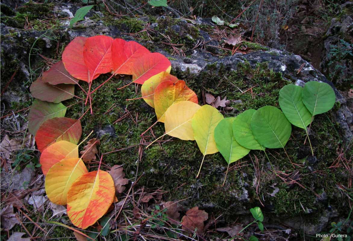 Cotinus, arbre à Perruque - coloration automnale