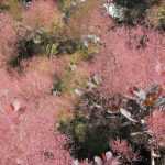 Cotinus, arbre à perruque : planter, tailler, entretenir