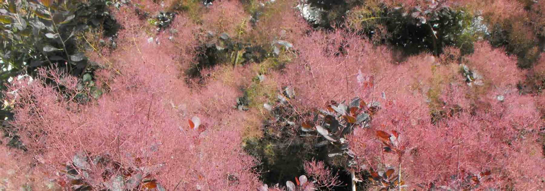 Cotinus, arbre à perruque : planter, tailler, entretenir