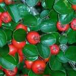 Cotoneaster : planter, tailler, entretenir