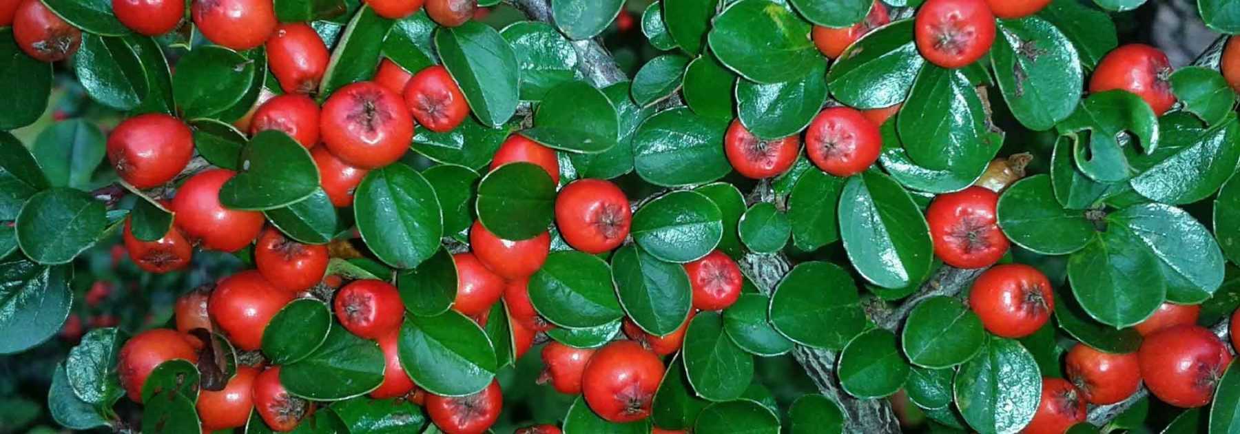 Cotoneaster : planter, tailler, entretenir