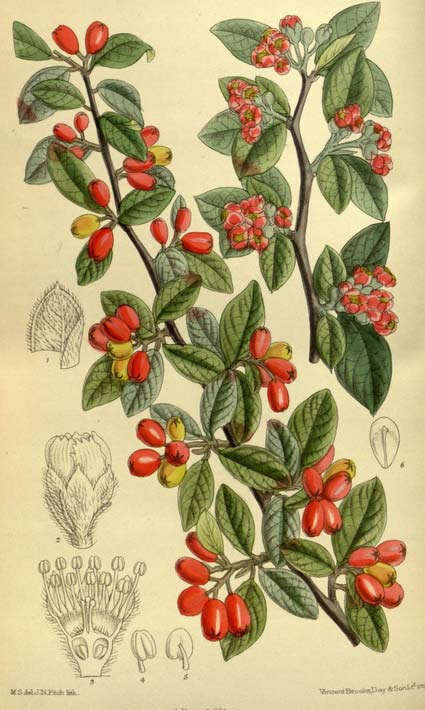 cotoneaster - description et éléments botaniques