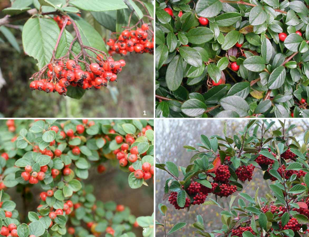 cotoneasters, principales espèces