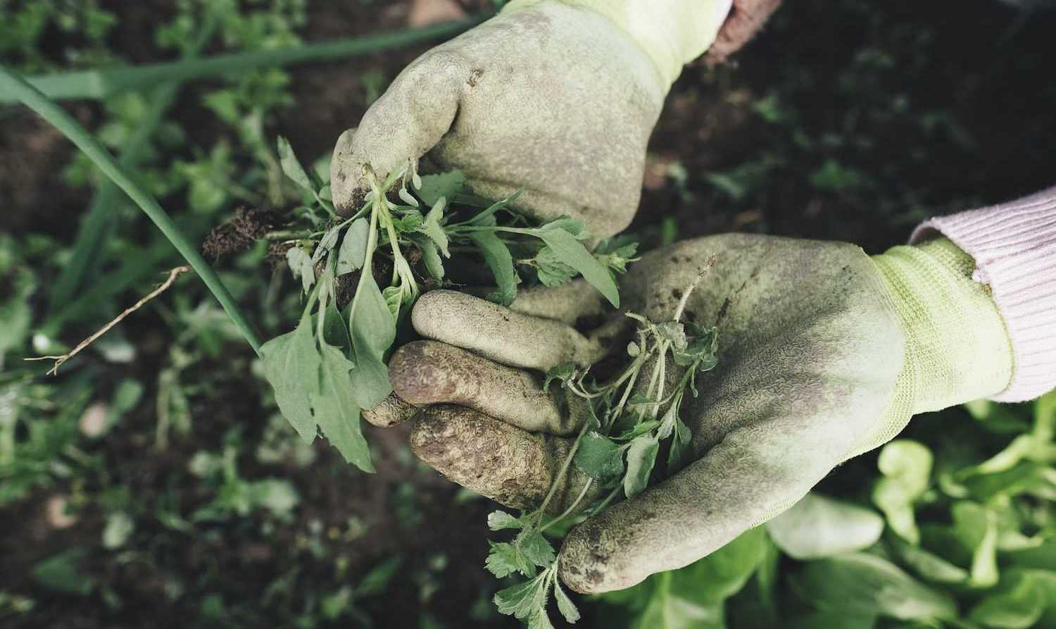 10 trucs pour faire disparaître les mauvaises herbes de votre