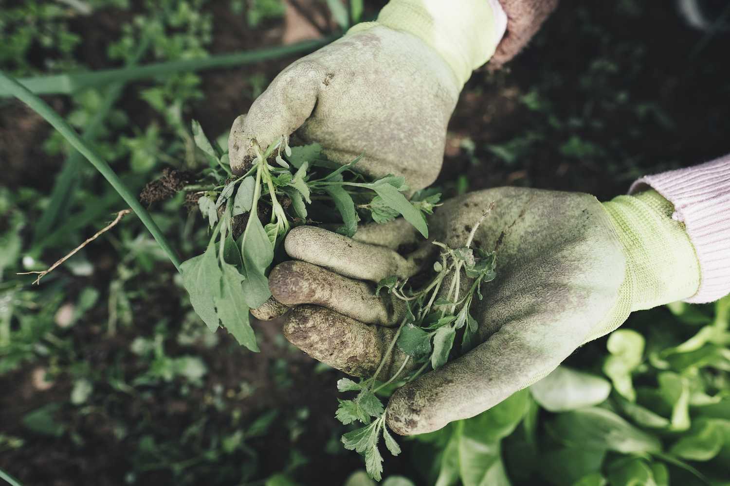 Fabriquer un désherbant naturel et bio : eau, vinaigre et sel