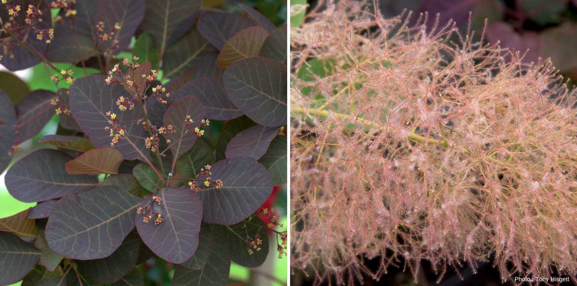 Cotinus ou Arbre à Perruque - fleurs