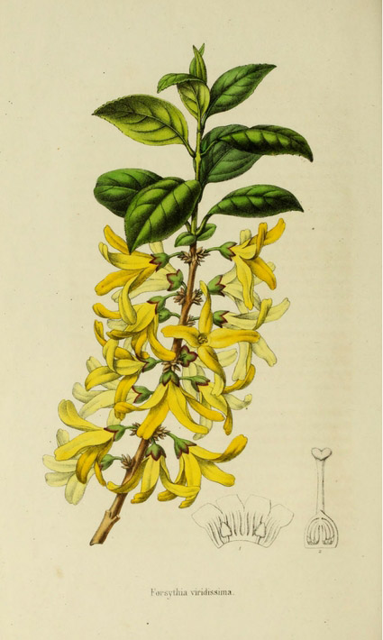 forsythia - planche botanique