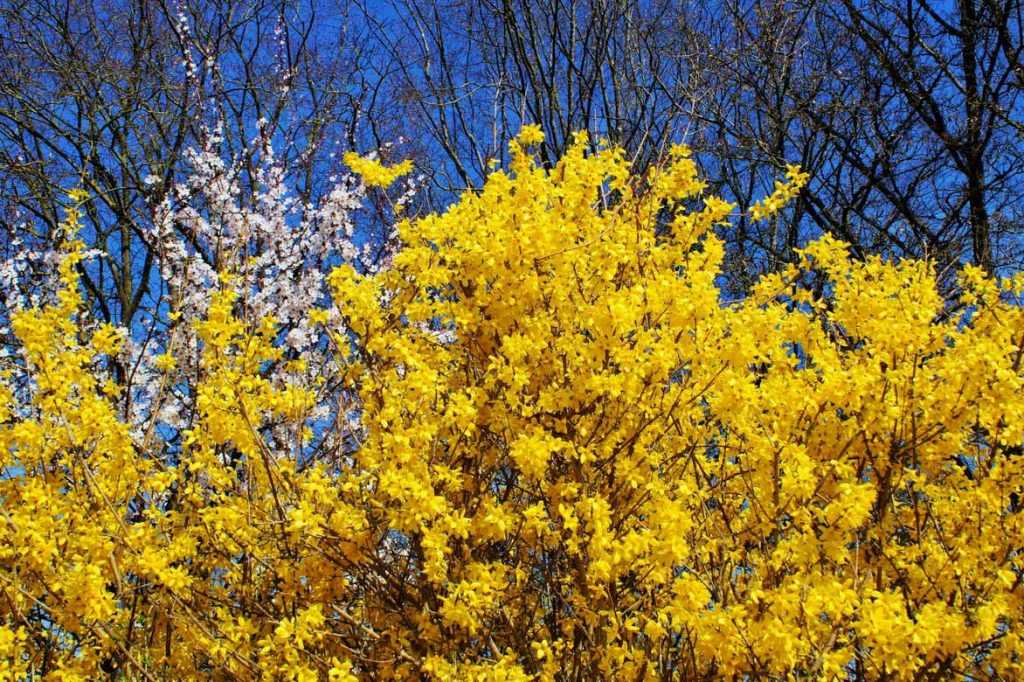 Forsythia en haie libre