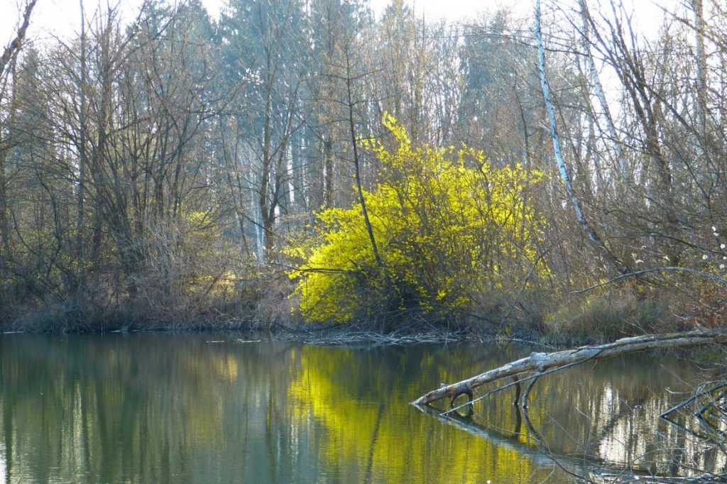 Forsythia, floraison printannière