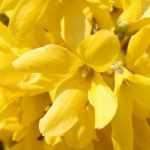 Forsythia : planter, tailler et entretenir