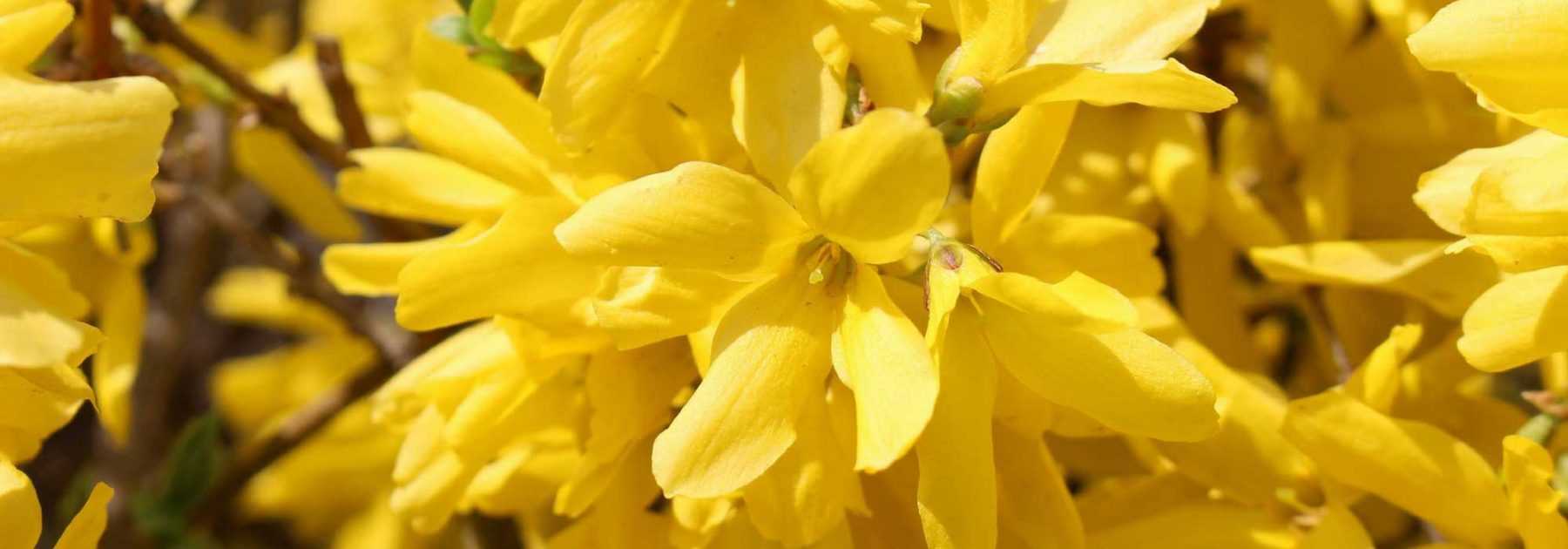 Forsythia : planter, tailler et entretenir