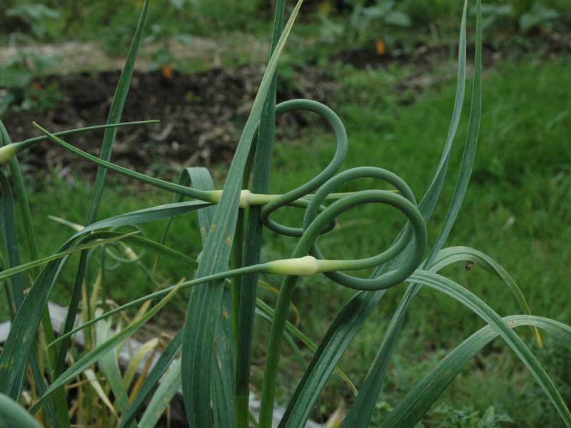 Ail rocambole, un ail vivace dit perpétuel