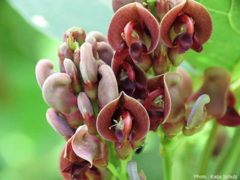 La glycine tubéreuse (Apios americana)