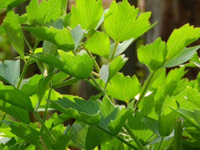 Légumes du Jardin à Découper, à l'échelle du monde