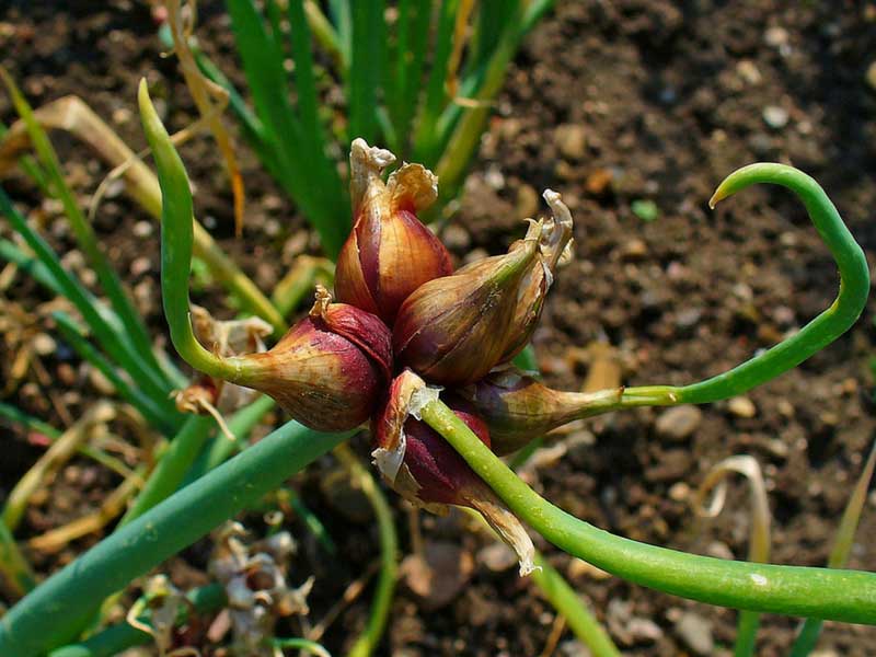 Oignon rocambole - Allium cepa proliferum