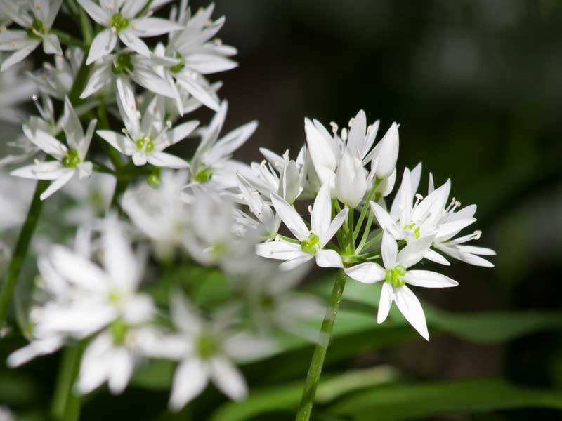 L'ail des ours, allium ursinum