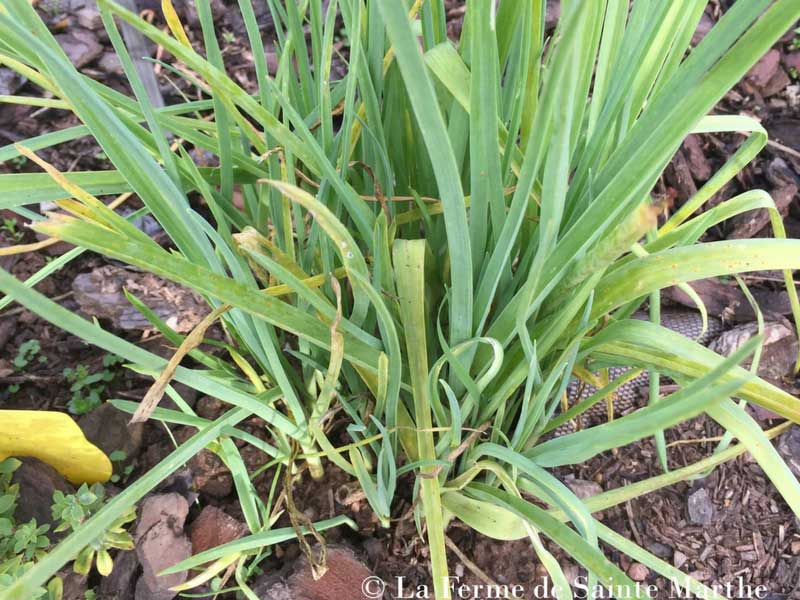 Poireau des vignes (Allium ampeloprasum) - Un légume perpétuel