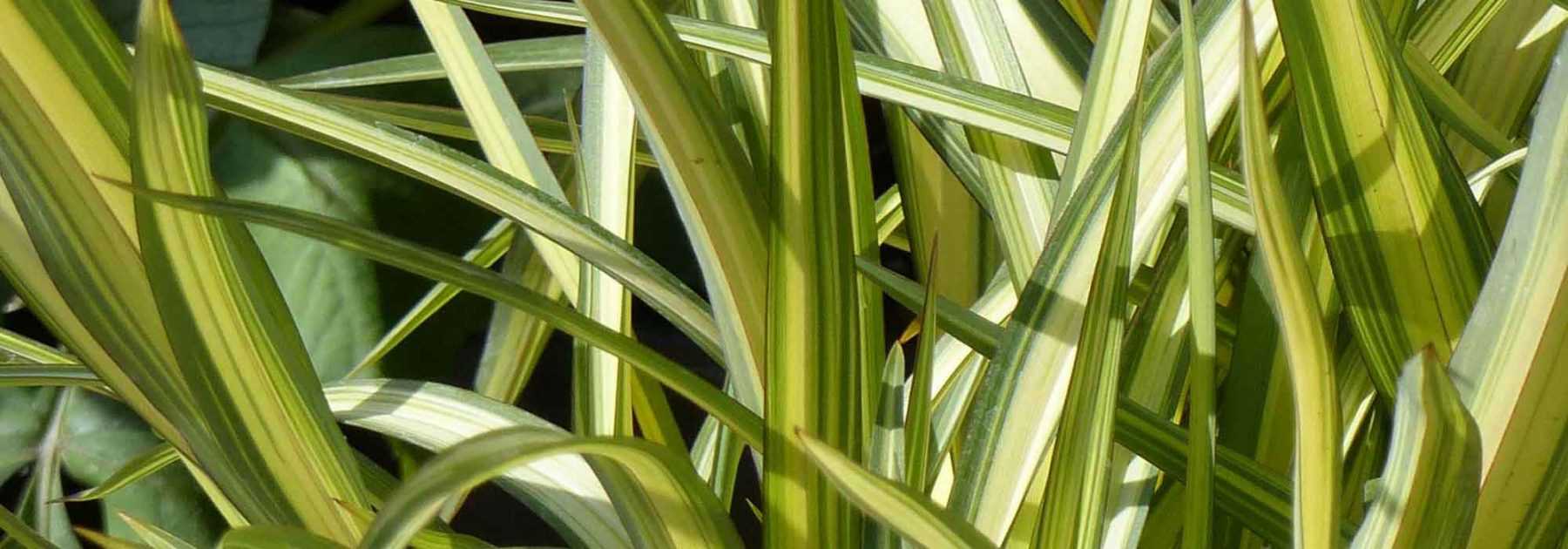 Phormium, Lin de Nouvelle-Zélande : plantation, taille, entretien