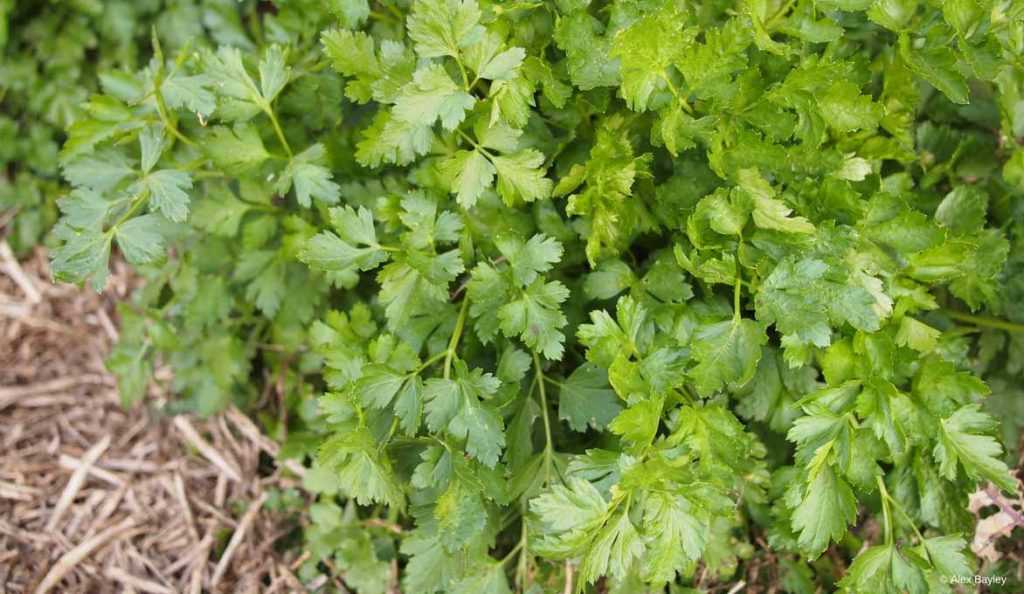 Le paillage des plants de persil au potager