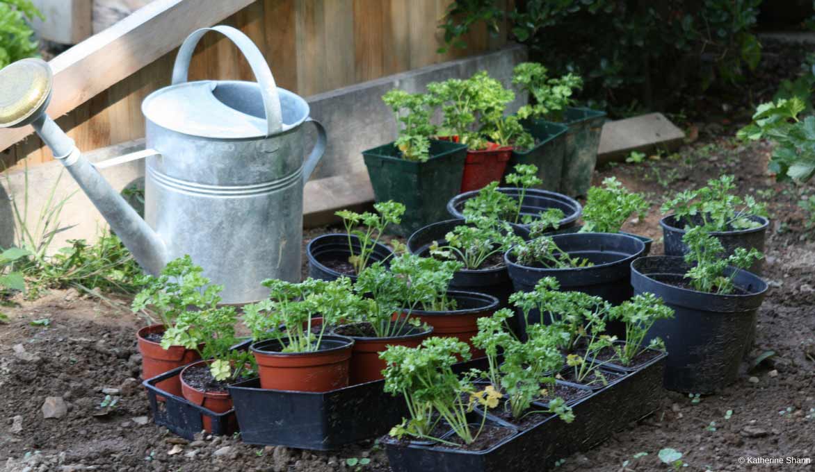 Planter du persil au jardin