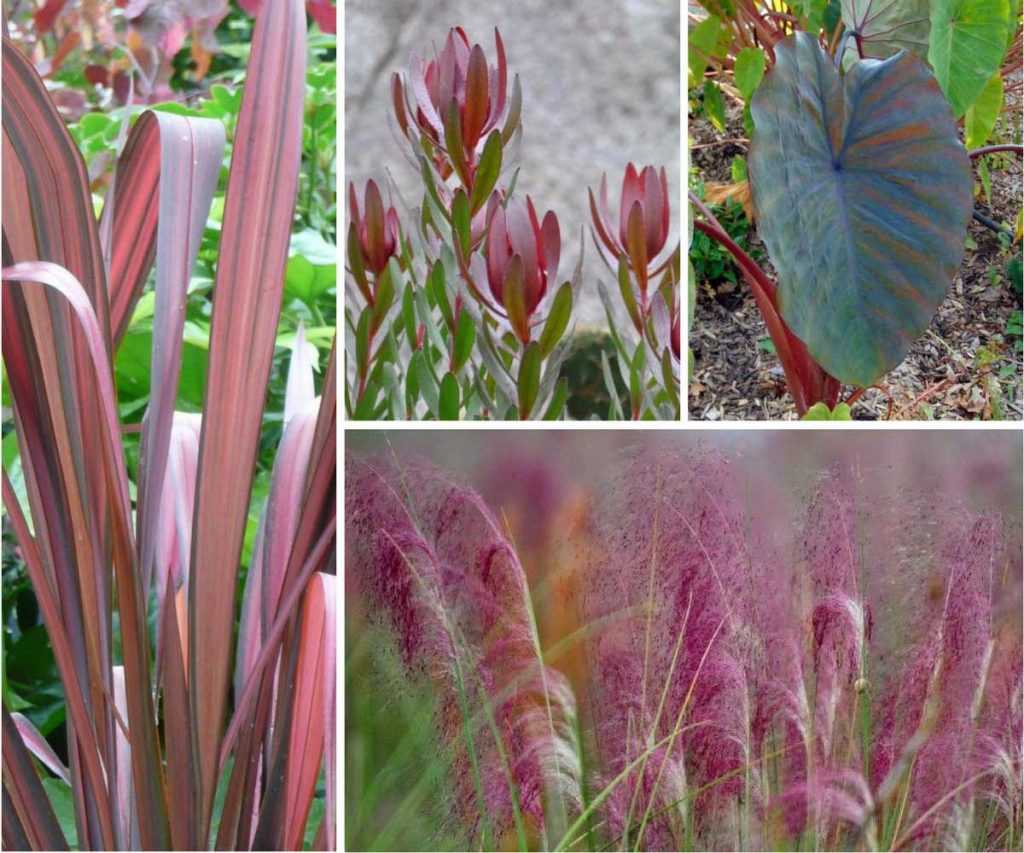 Associer le phormium au jardin