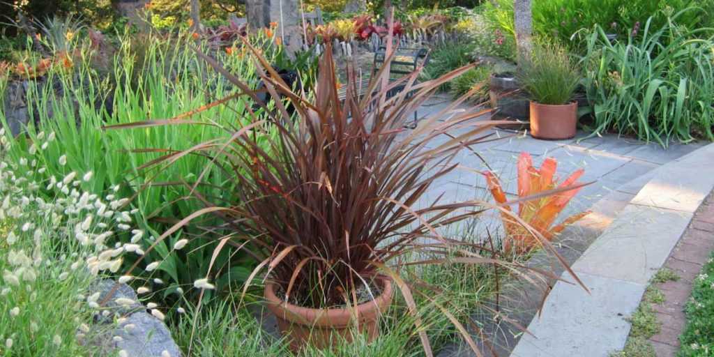 Phormium im Topf pflanzen